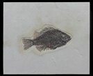 Cockerellites (Priscacara) Fossil Fish - Wyoming #61010-1